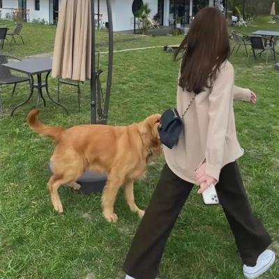 我的朋友是萌鲨海报